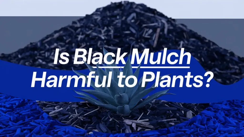 Black Mulch